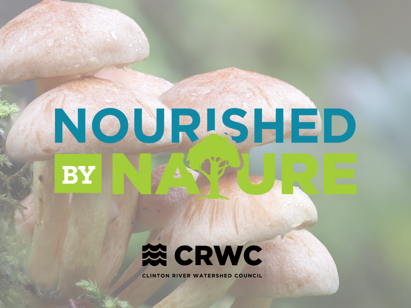 Fungi Foray