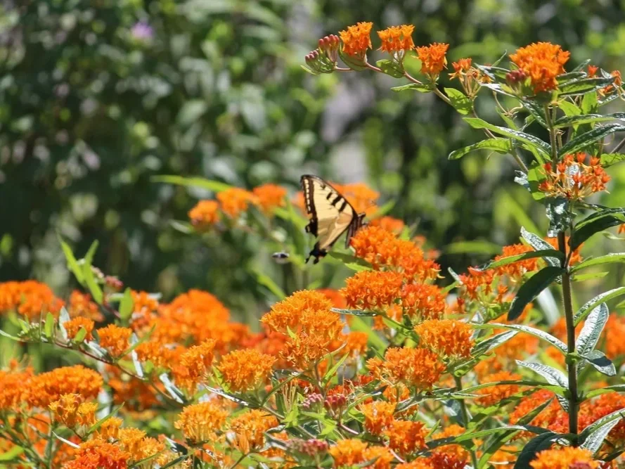 Become a Master Rain Gardener--Live Online!