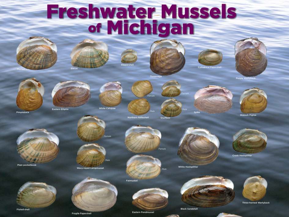 CRWC Launches Mussel Survey