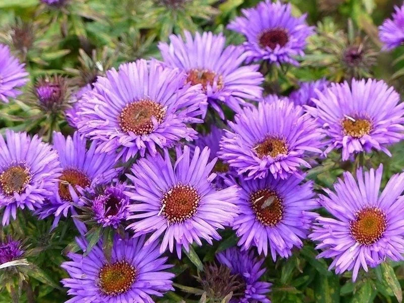 Native Garden Maintenance