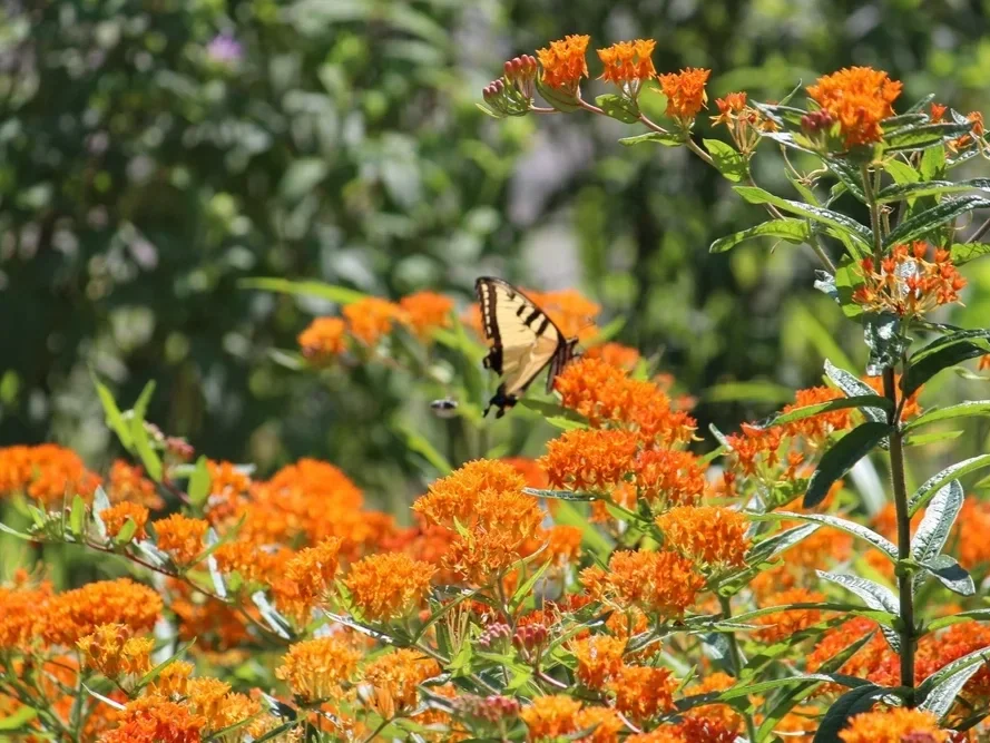 Native Plant Sale
