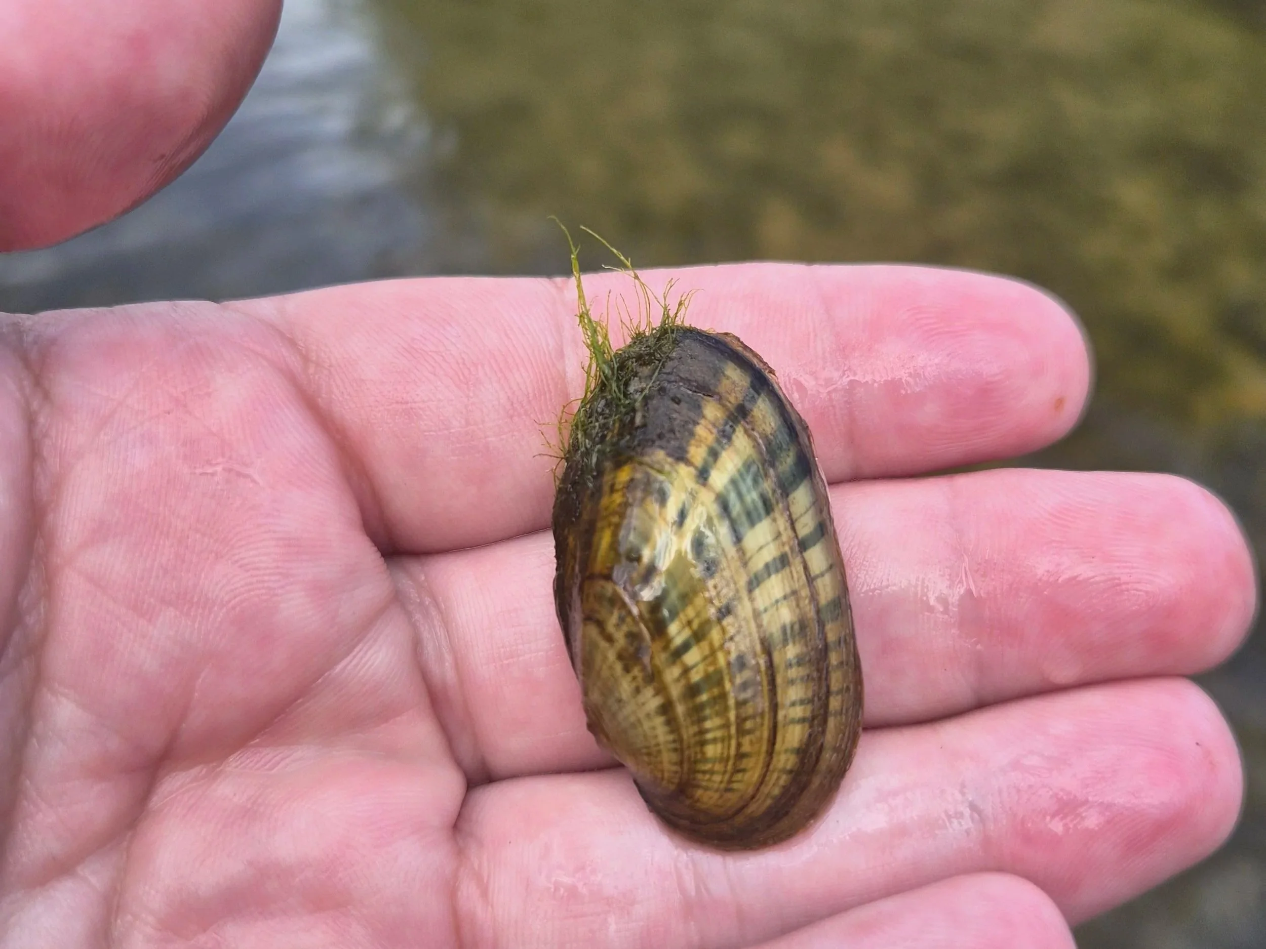 Mussel and Road-Stream Crossing Surveys Complete