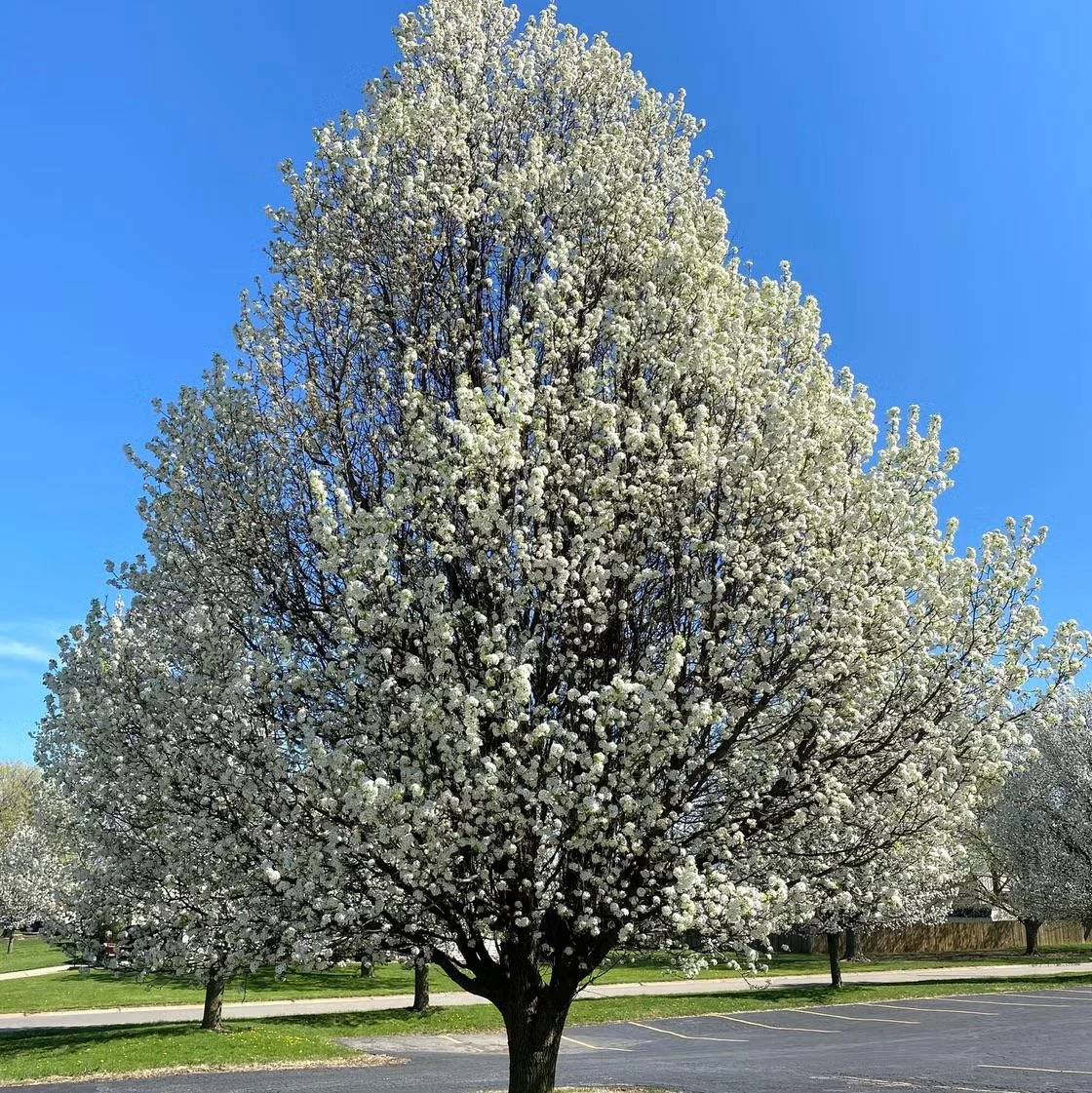 Invasive Bradford Pear