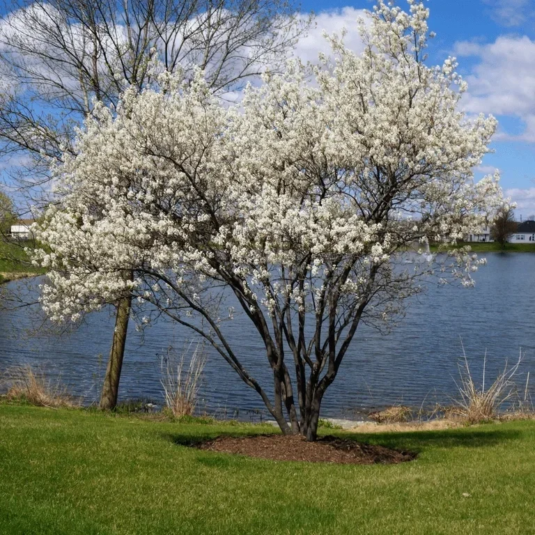 Serviceberry