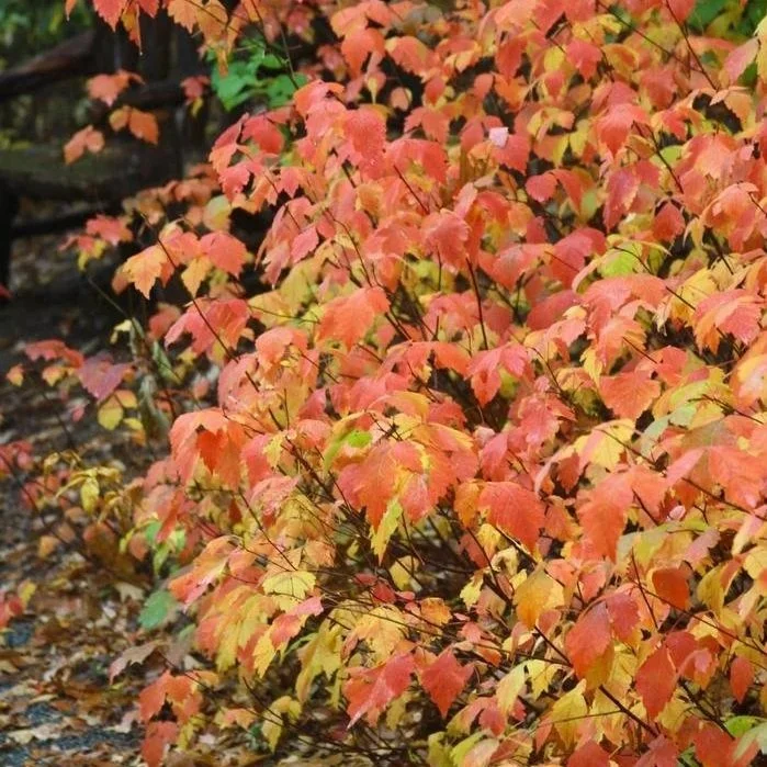 Aromatic Sumac