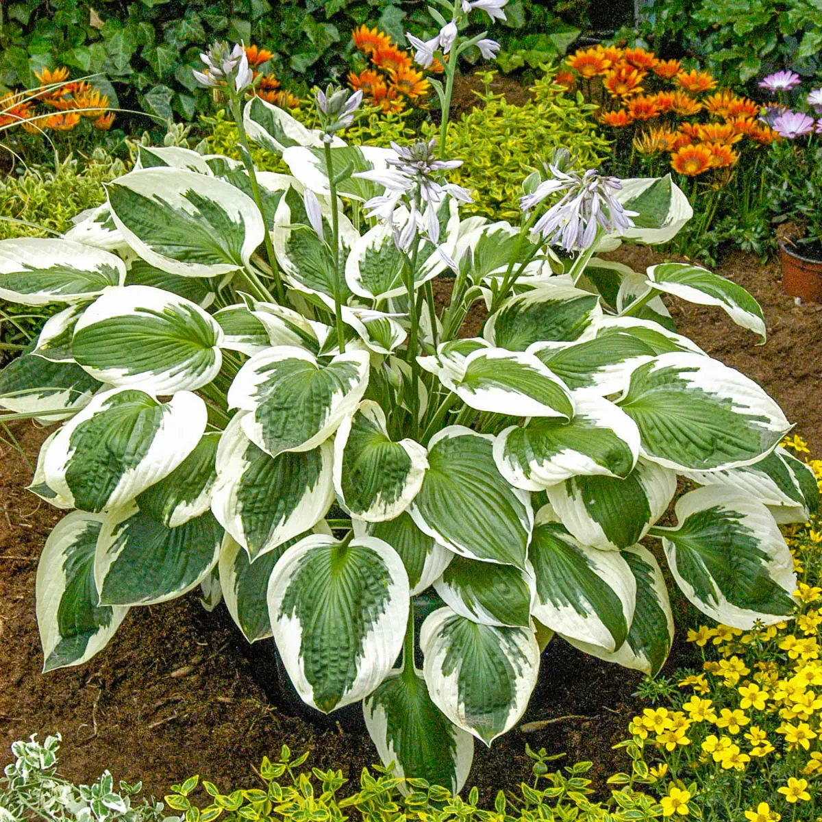 Non-Native Hosta