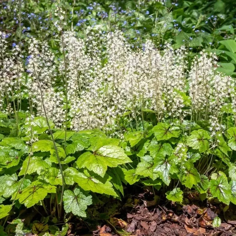 Foamflower