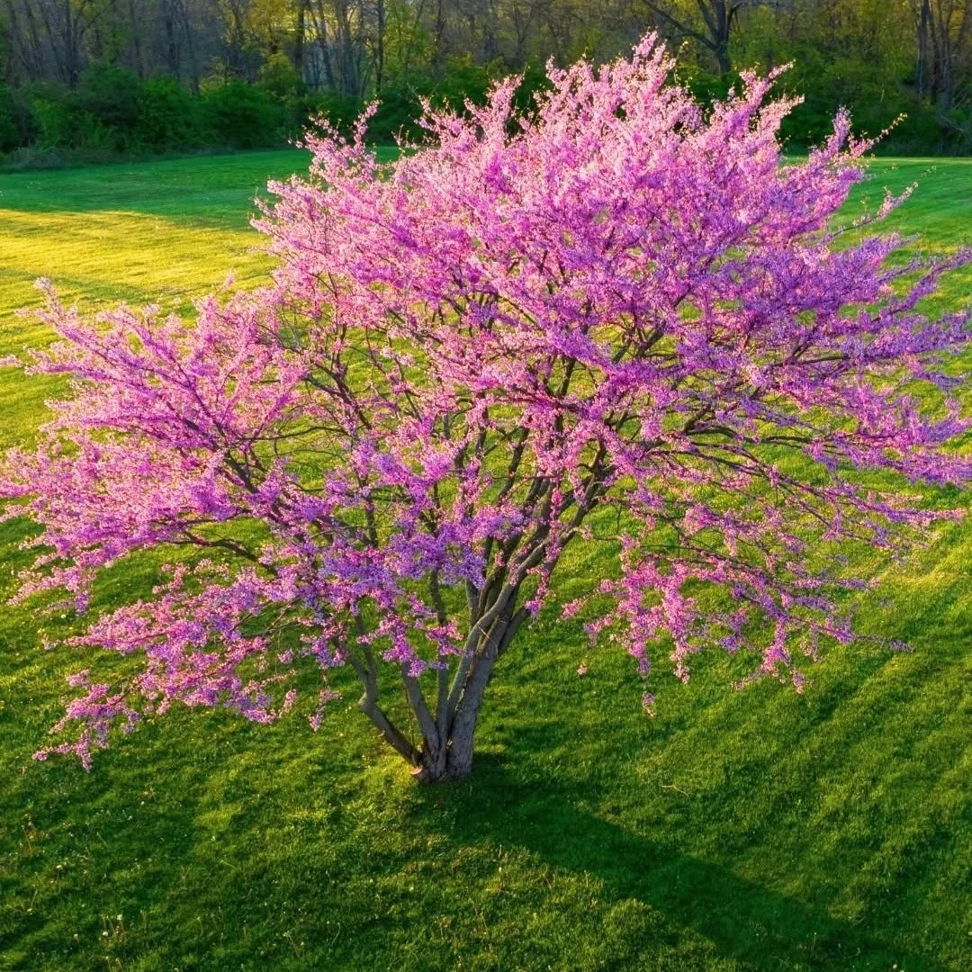 Eastern Redbud