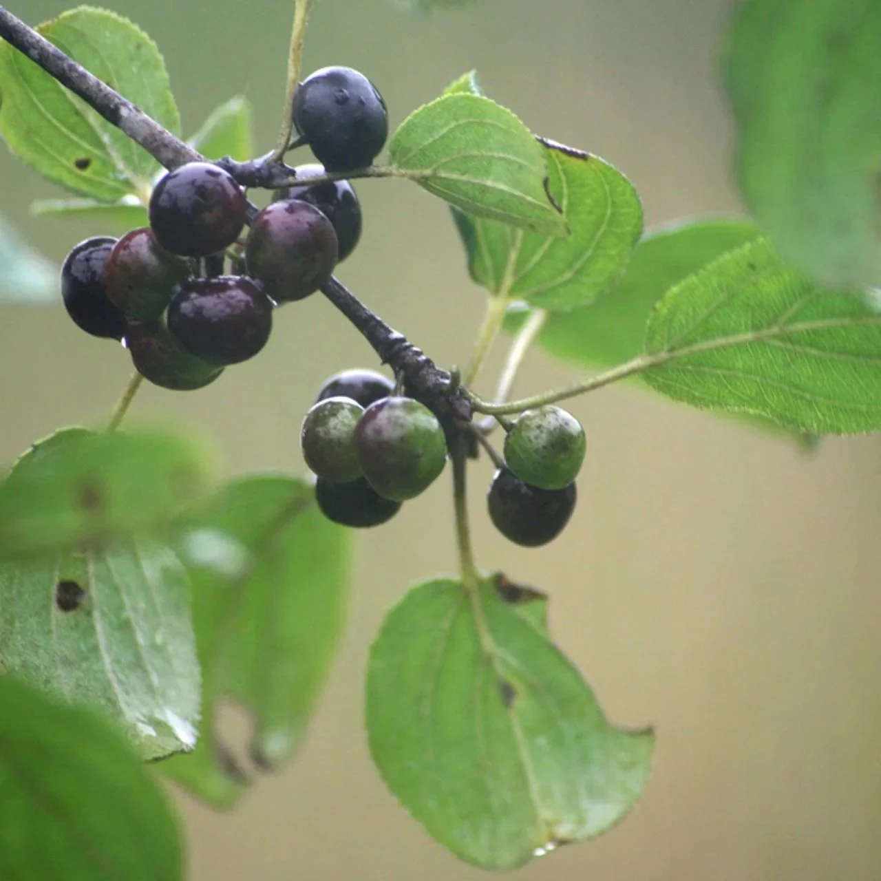 Invasive Buckthorn