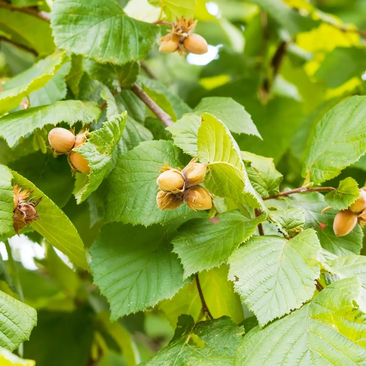 American Hazelnut