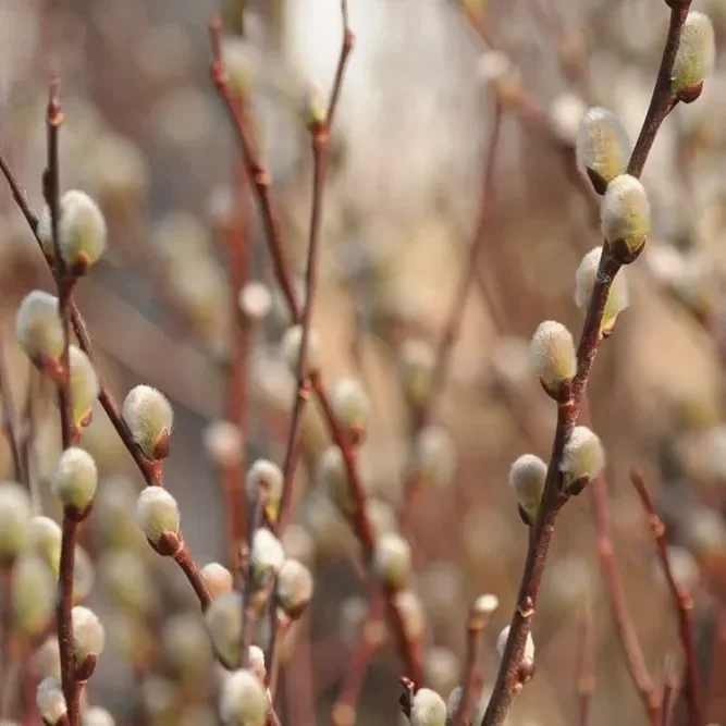 Pussy Willow