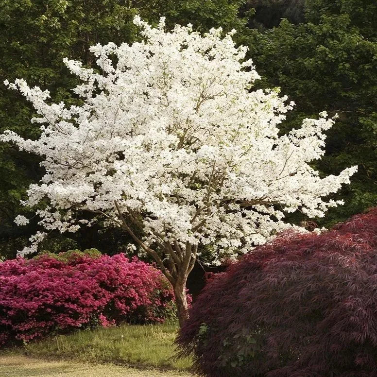 Flowering Dogwood