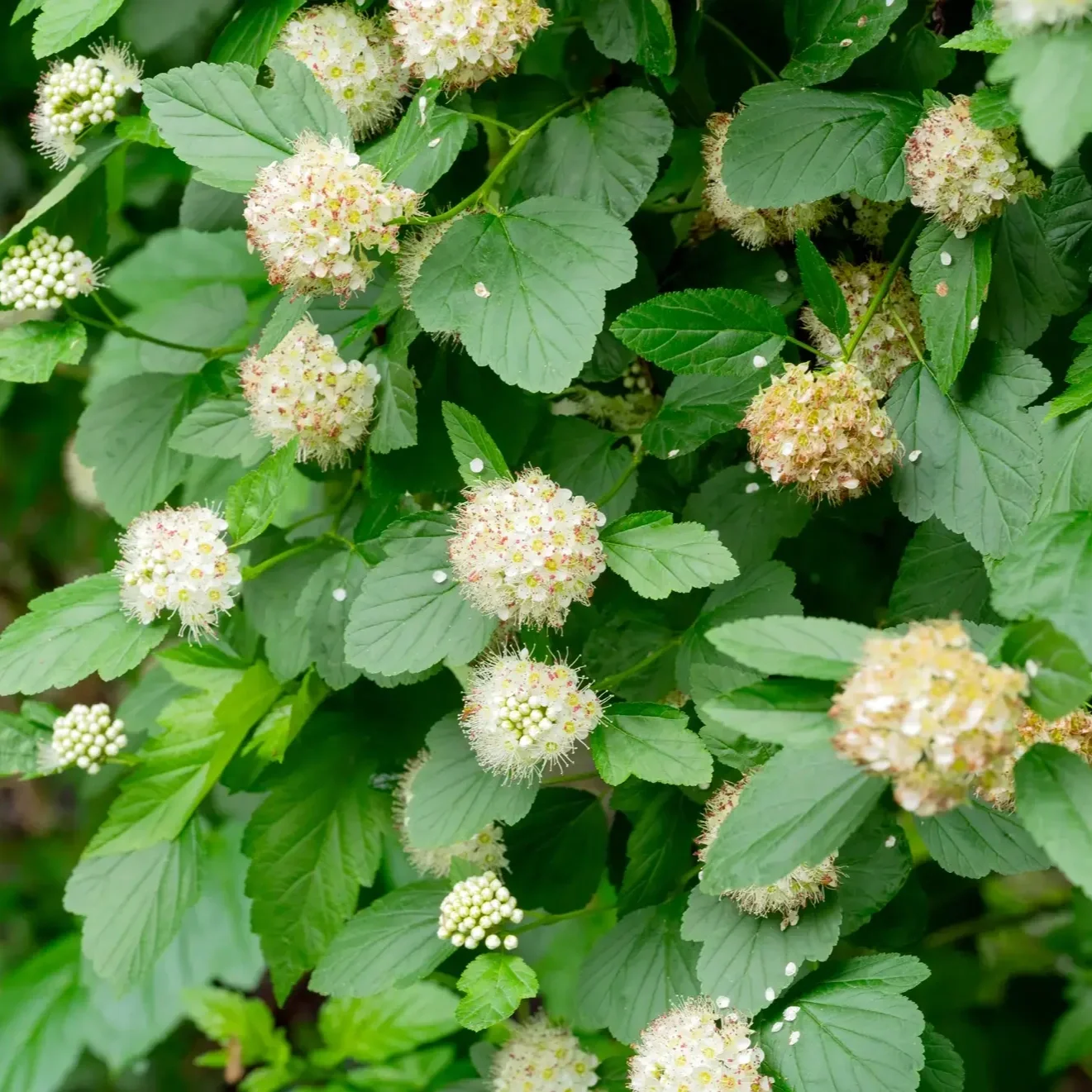 Common Ninebark