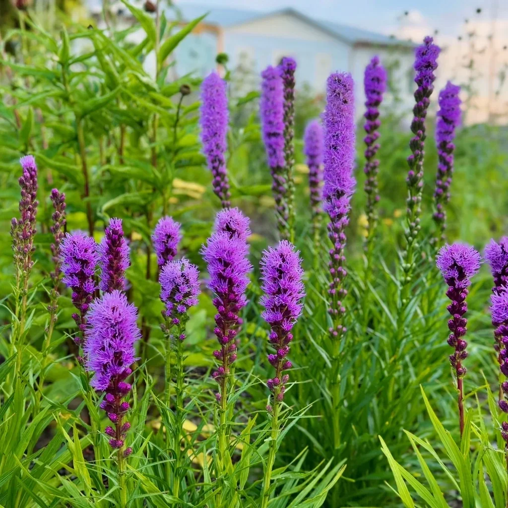 Dense/Marsh Blazing Star