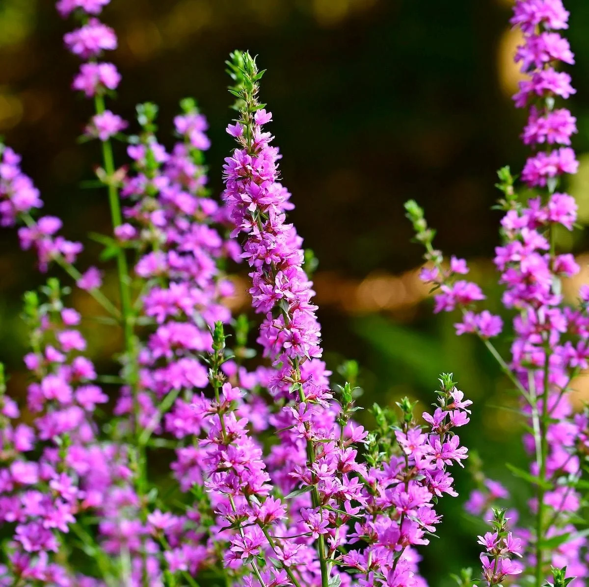 Invasive Purple Loosestrife