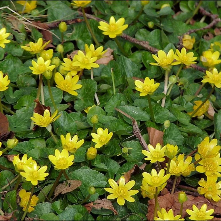 Invasive Lesser Celandine