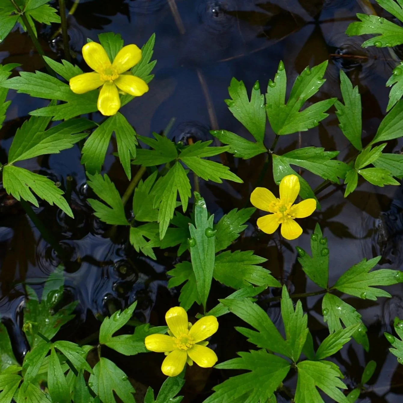 Swamp Buttercup