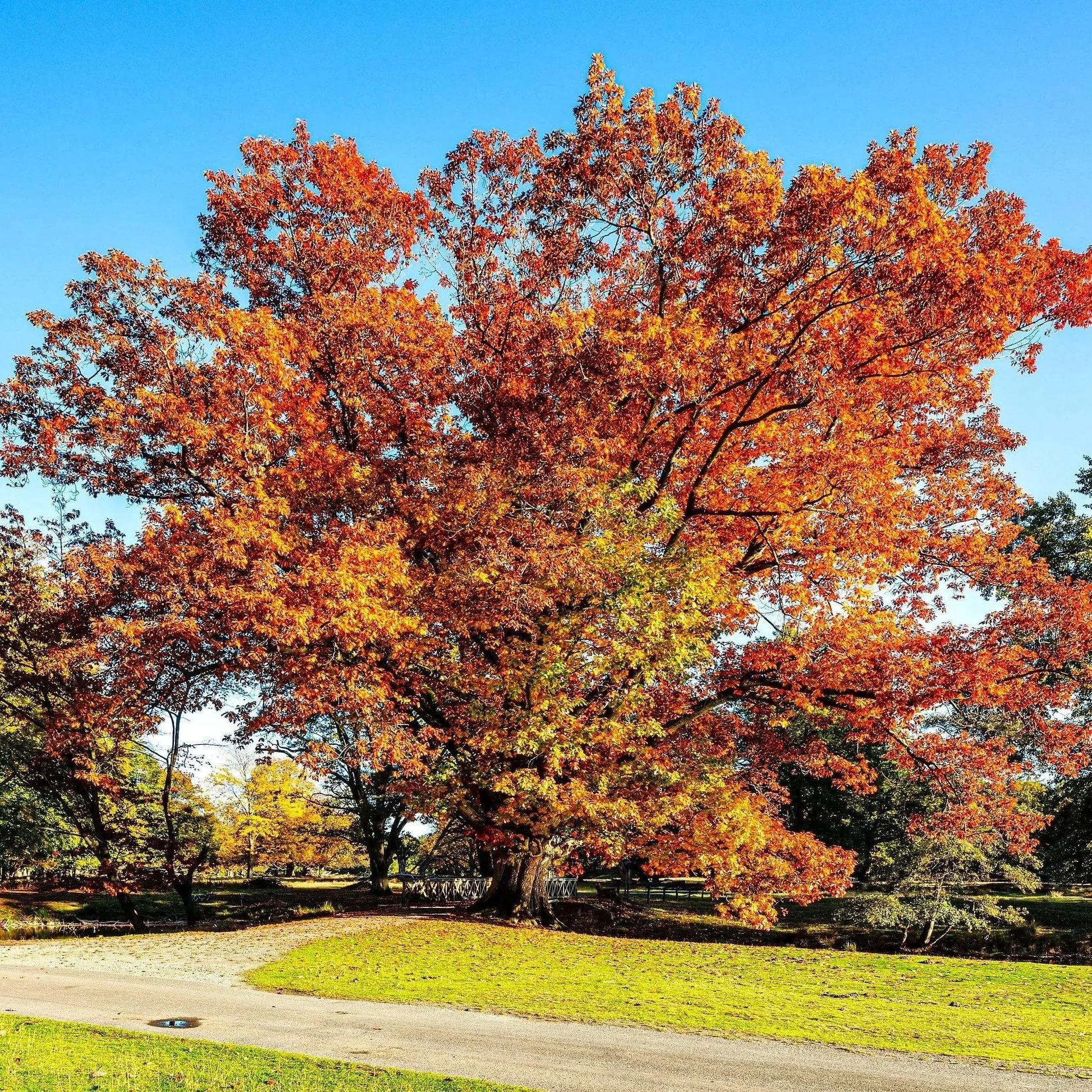 Northern Red Oak
