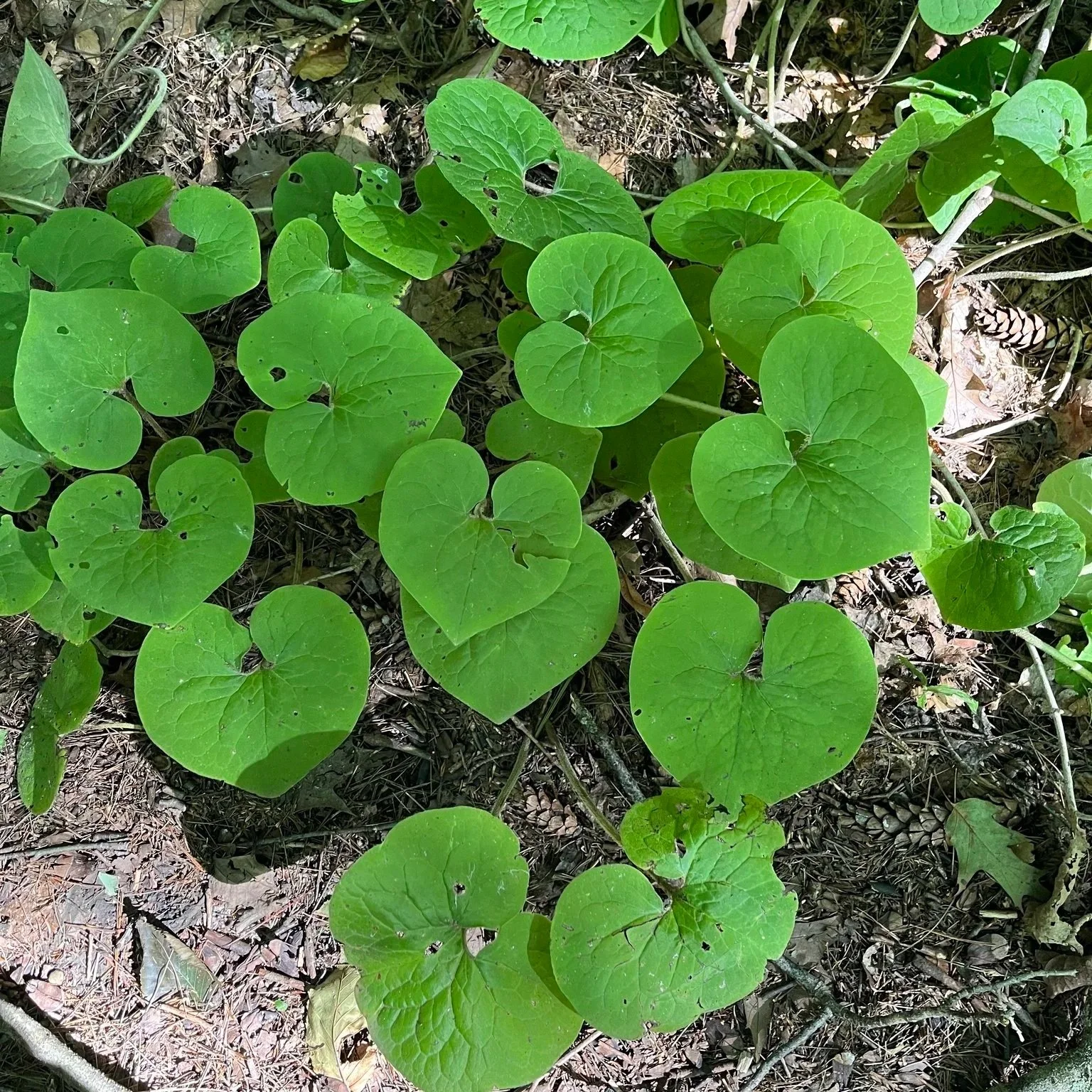 Wild Ginger