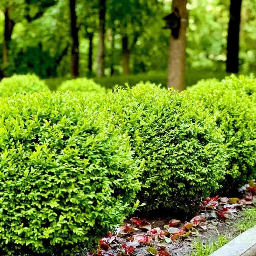 Non-Native Boxwood