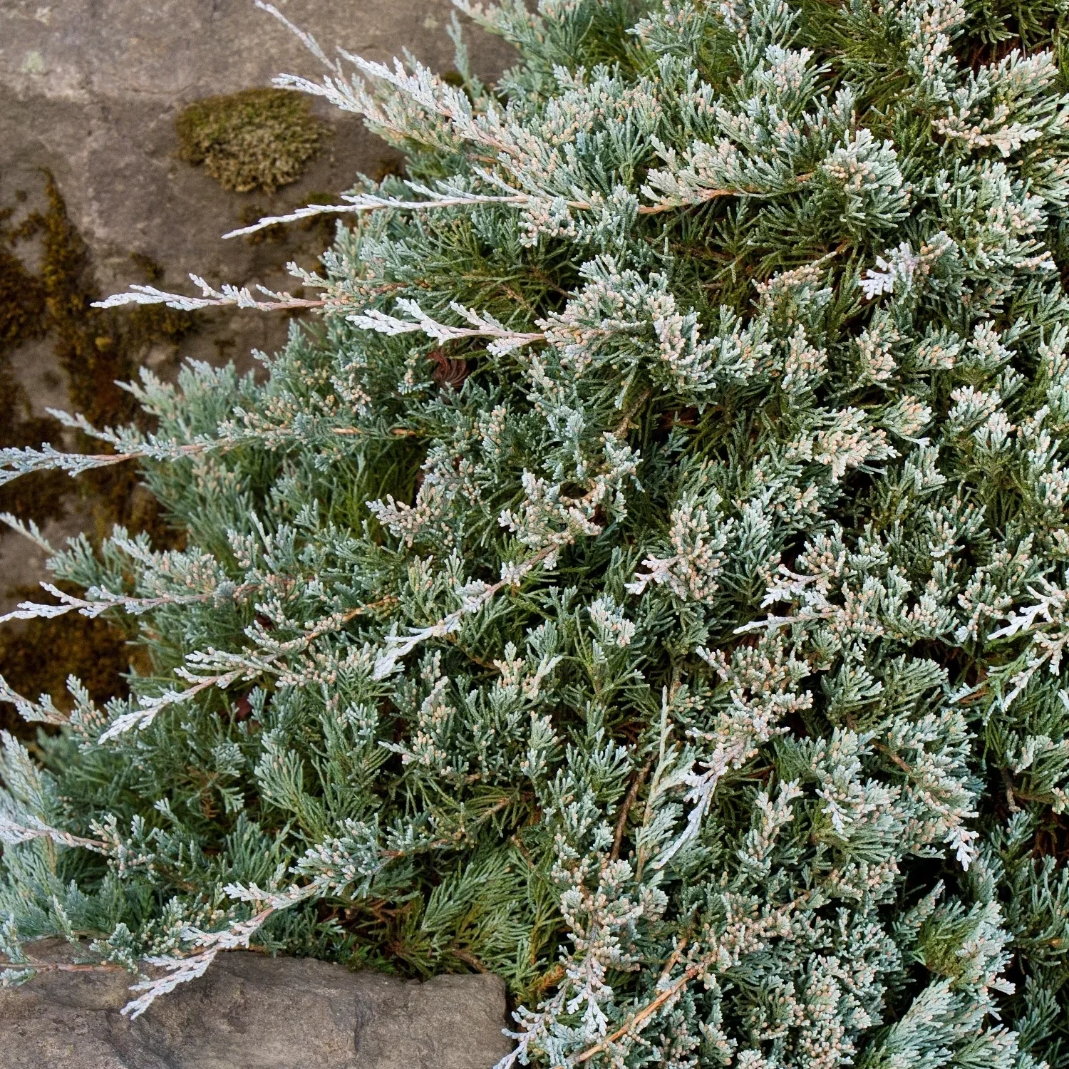 Creeping Juniper