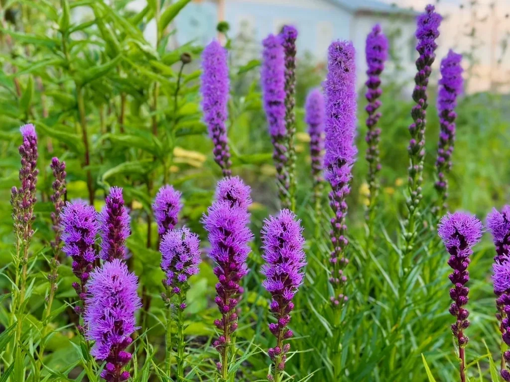 Sixteen Native Plants that Can Replace Invasives