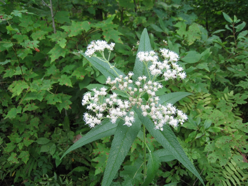 Native Boneset Native Plants | Explore Native Plants — Support Ecosystem Health ...