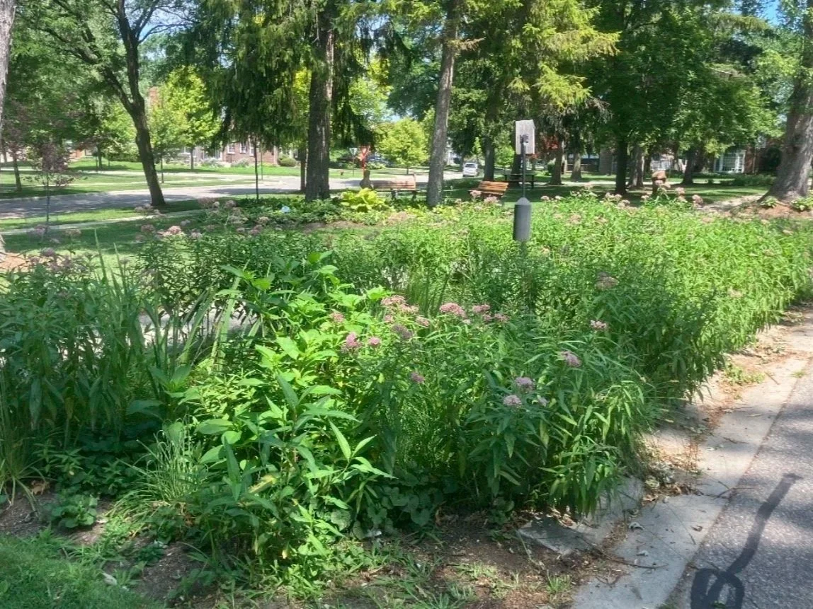 Rain garden