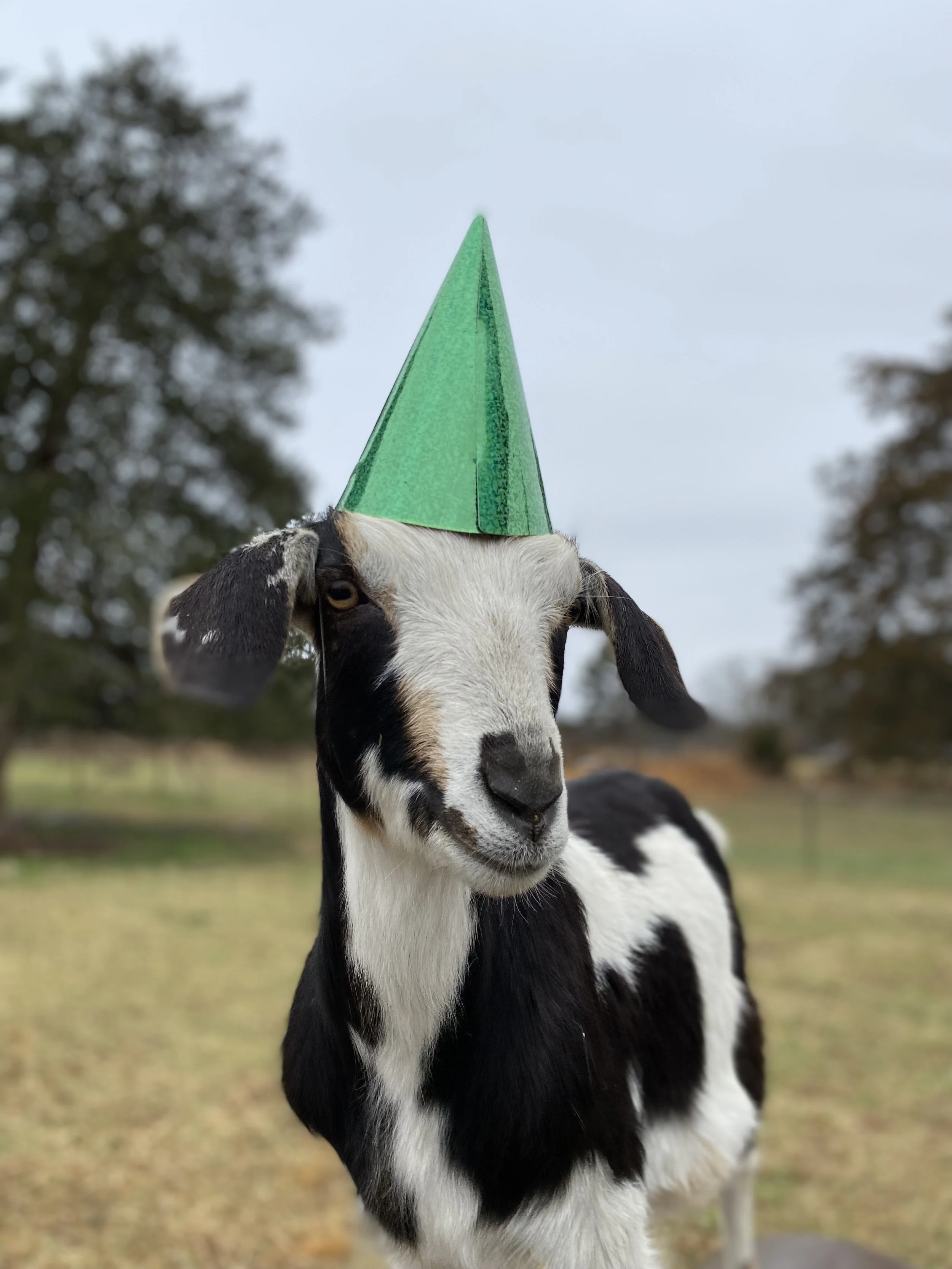 Sunday Stroll: Goats