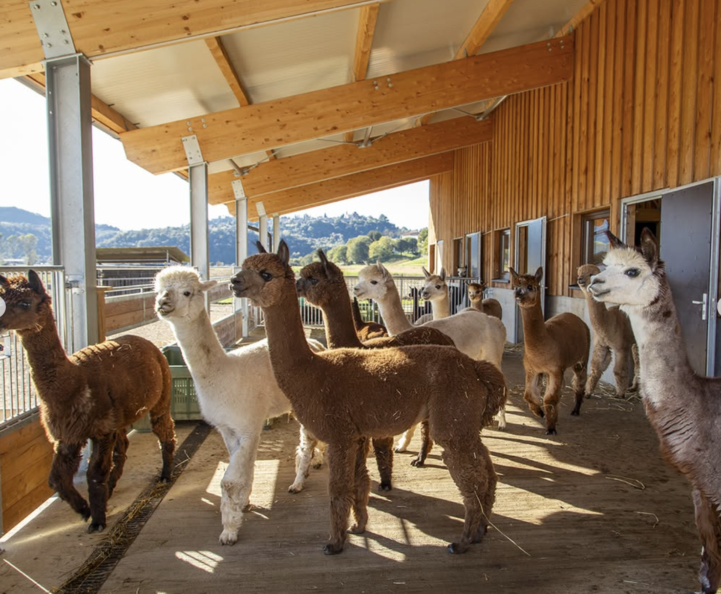A passeggio con gli Alpaca • Vicenza