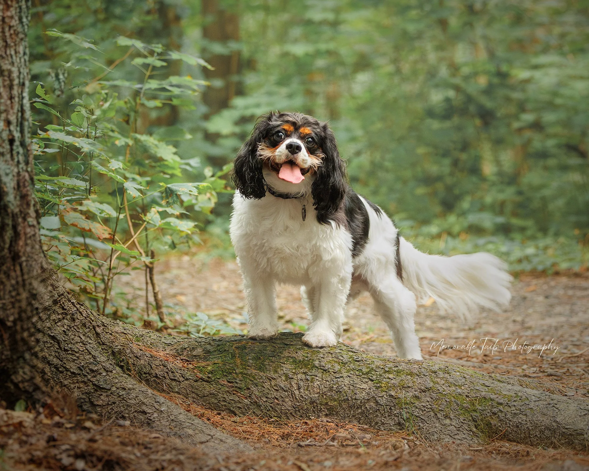 Dog Friendly Walks and Hiking Trails Near Saratoga Springs NY