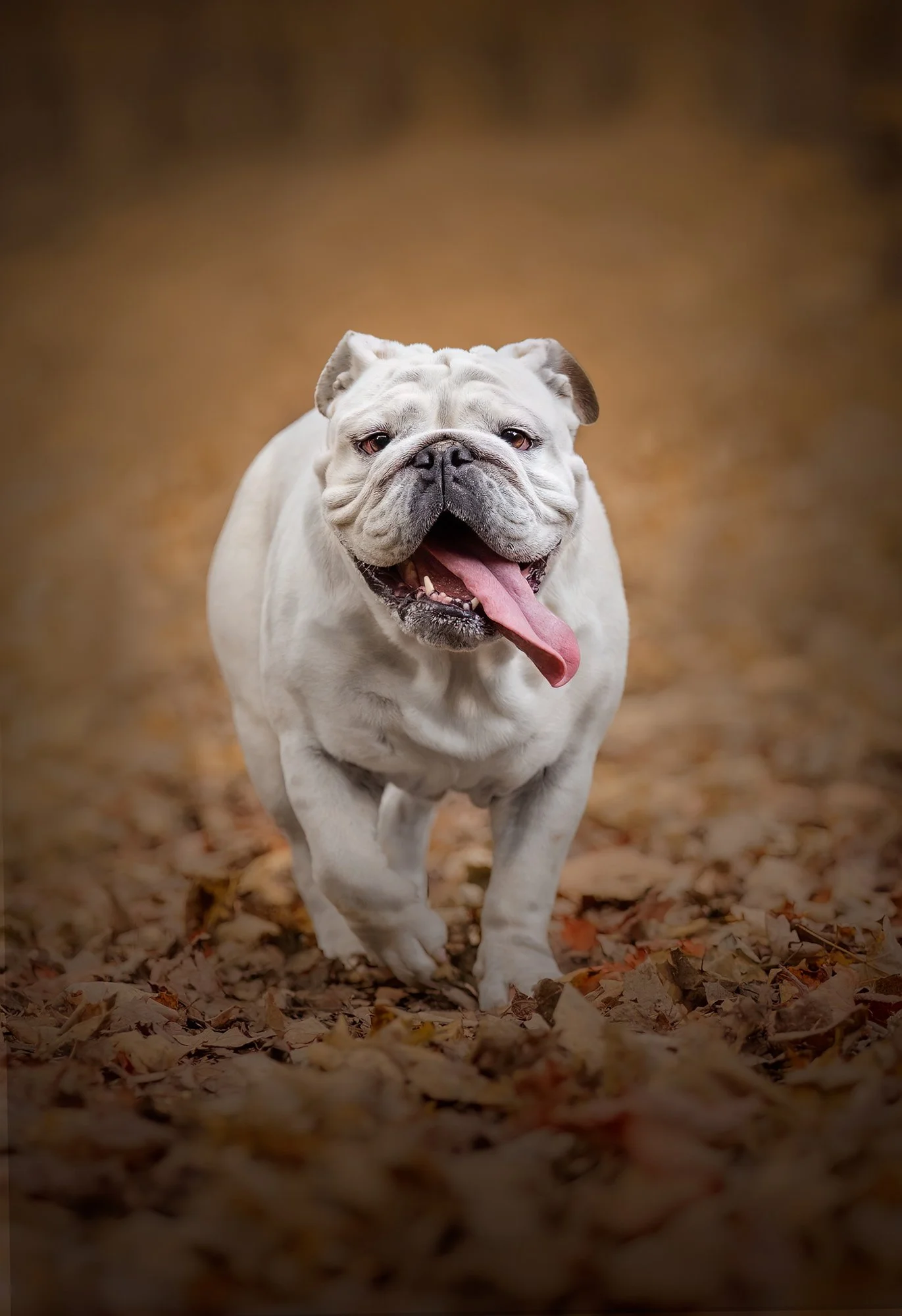 top dog friendly walks Saratoga