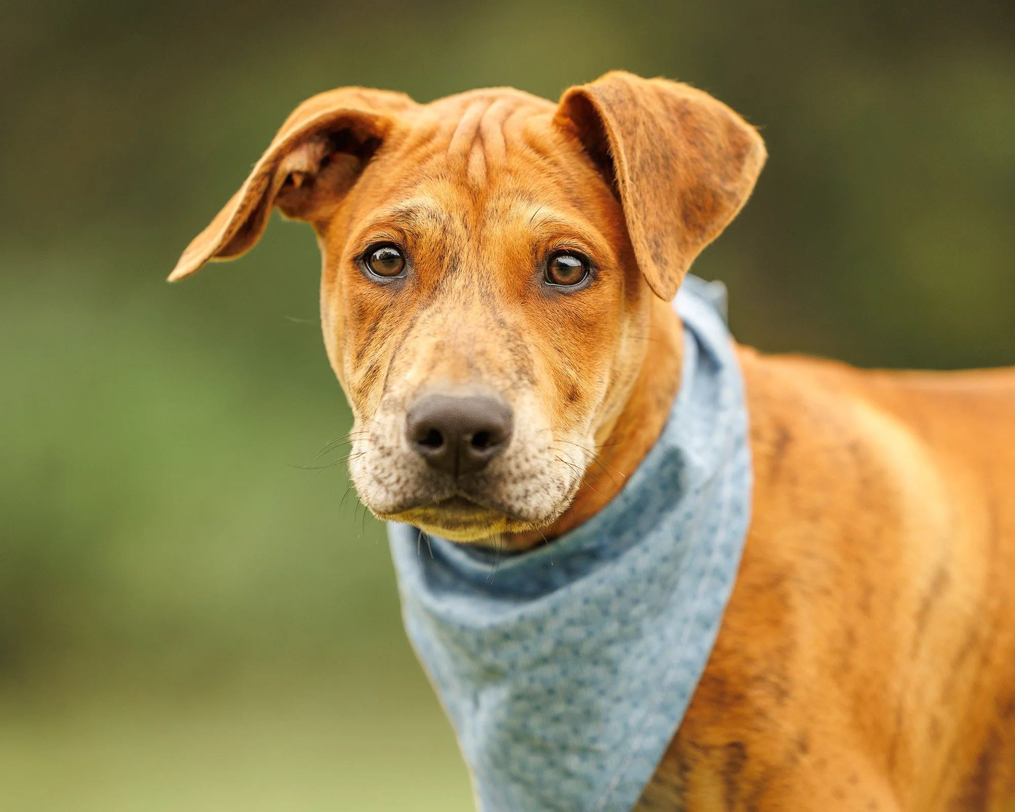 Portrait of a brown dog wearing a blue bandana photographed outdoors in Saratoga Springs NY pet photography session