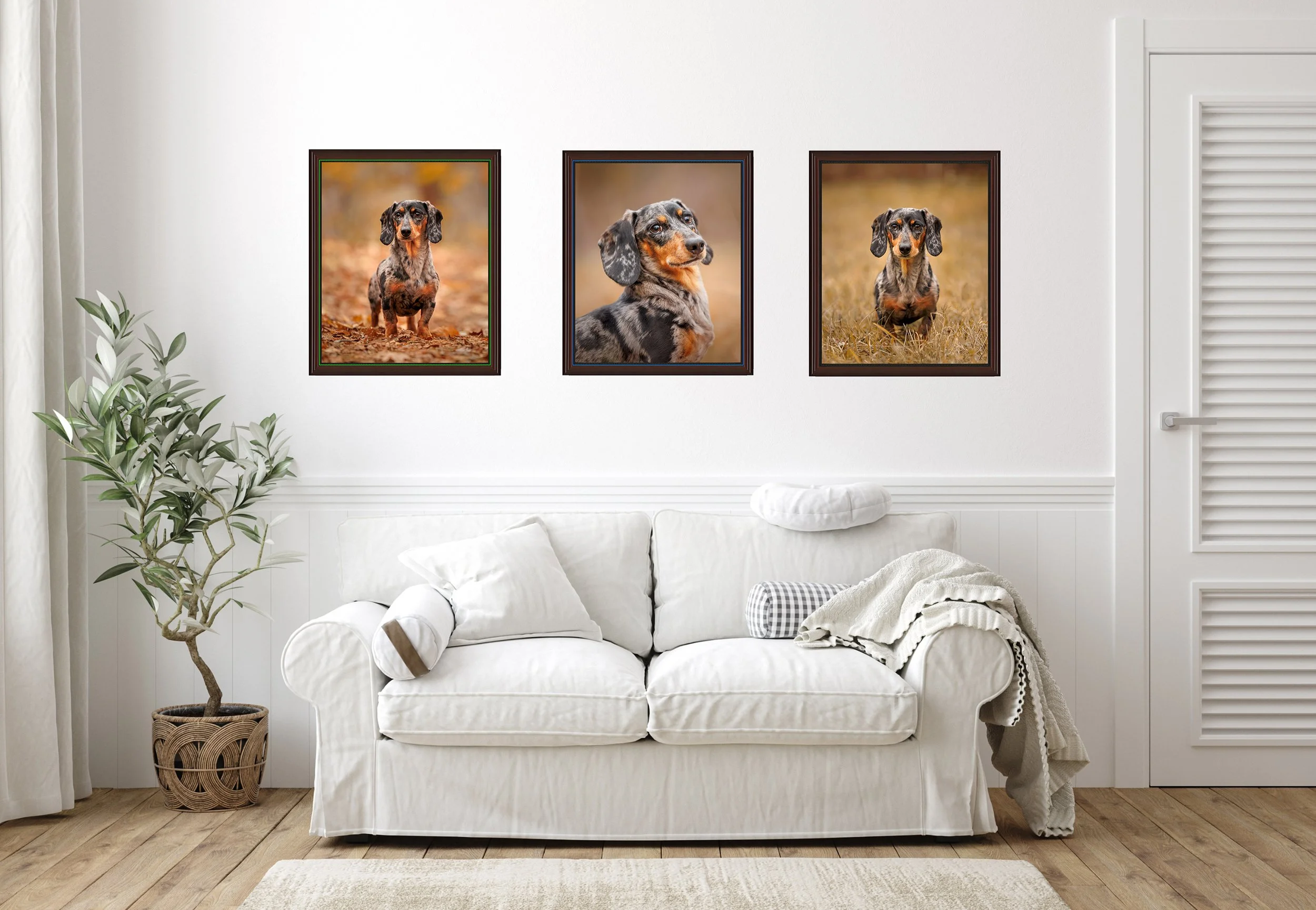 Three framed fine art pet portraits displayed above a living room couch, showing how professional pet photography becomes meaningful wall art meant to be seen and lived with every day.