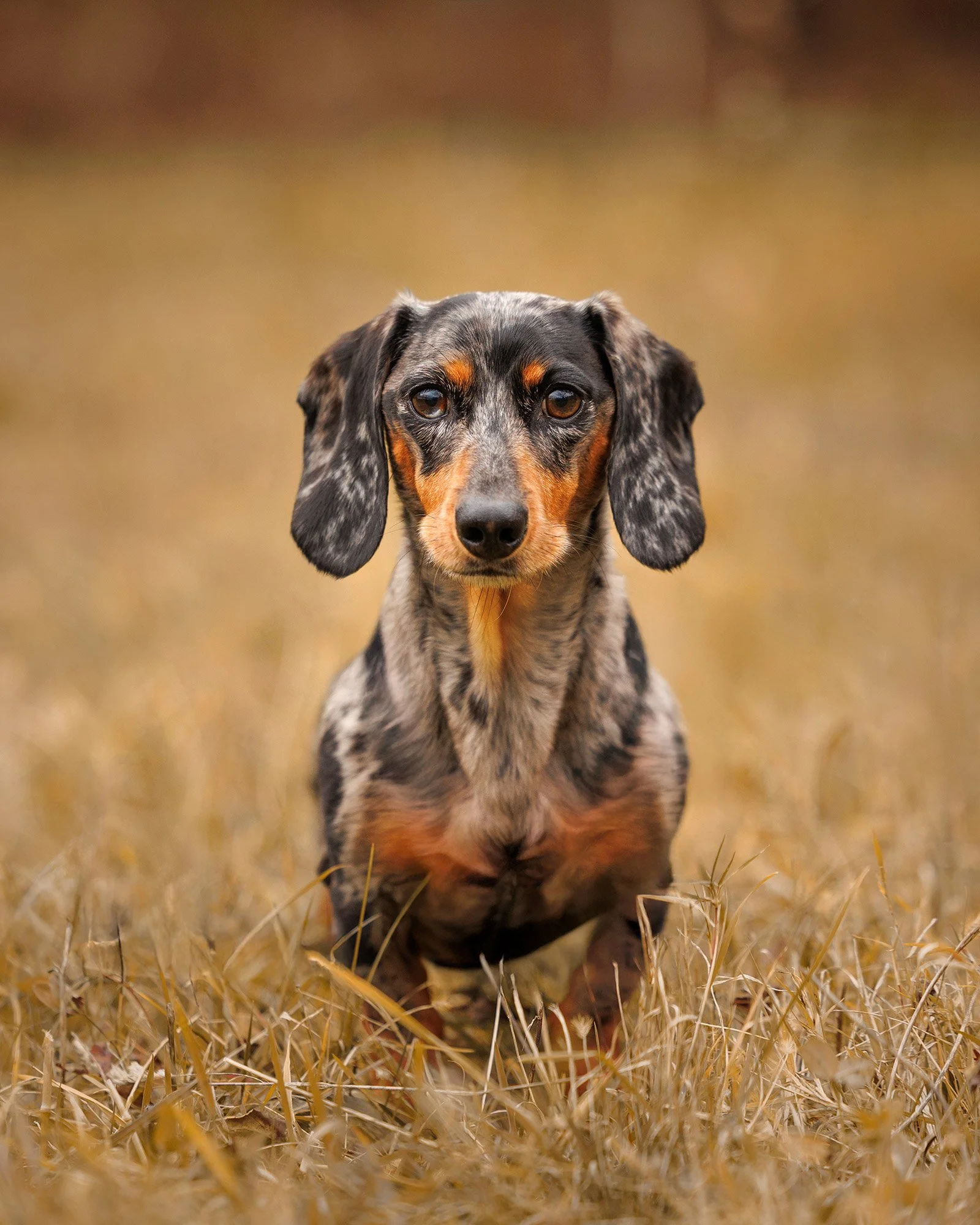A Dachshund sitting in a golden field during a dog photography session in Ballston Spa NY