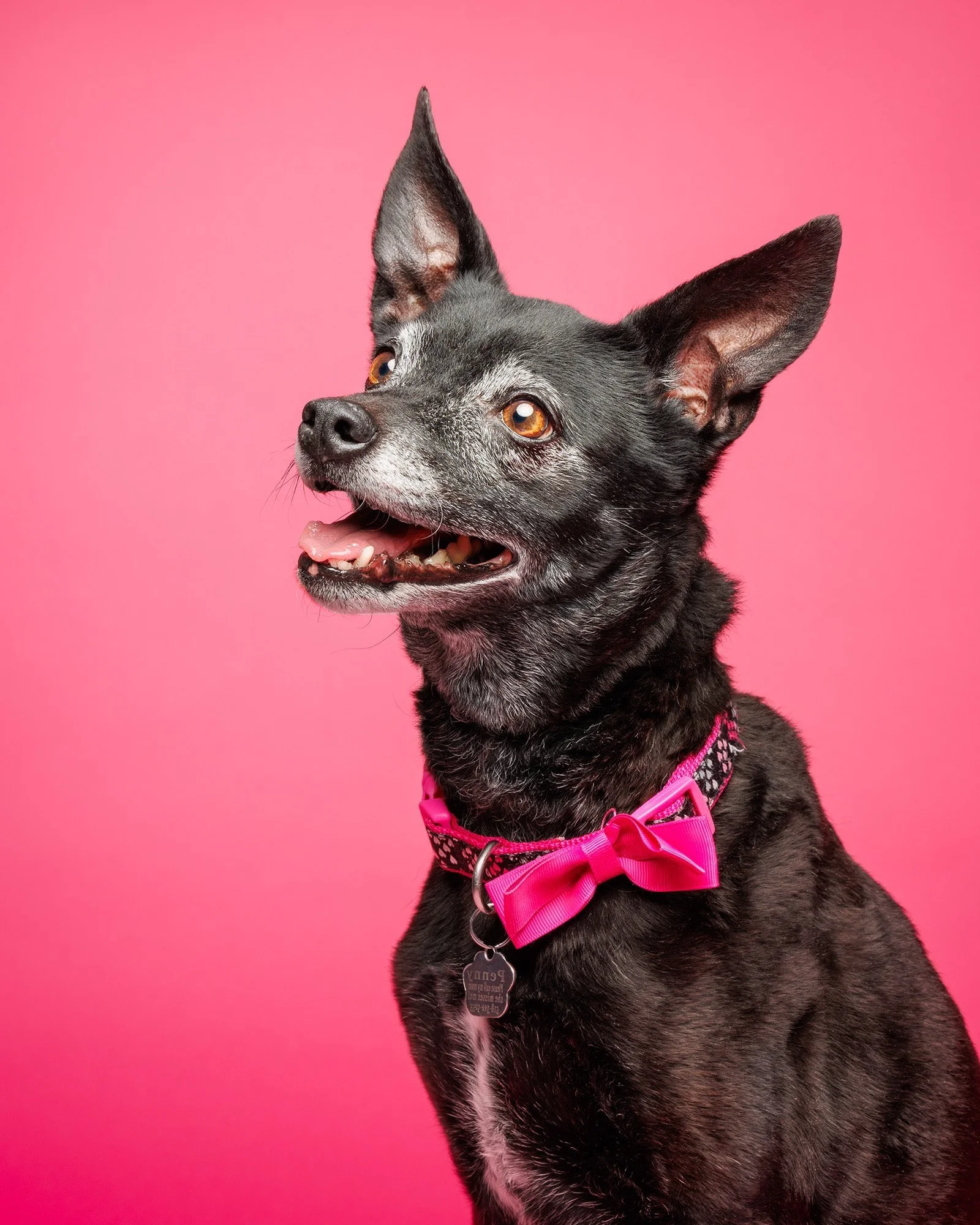 Pet Photography in Saratoga NY lifestyle work