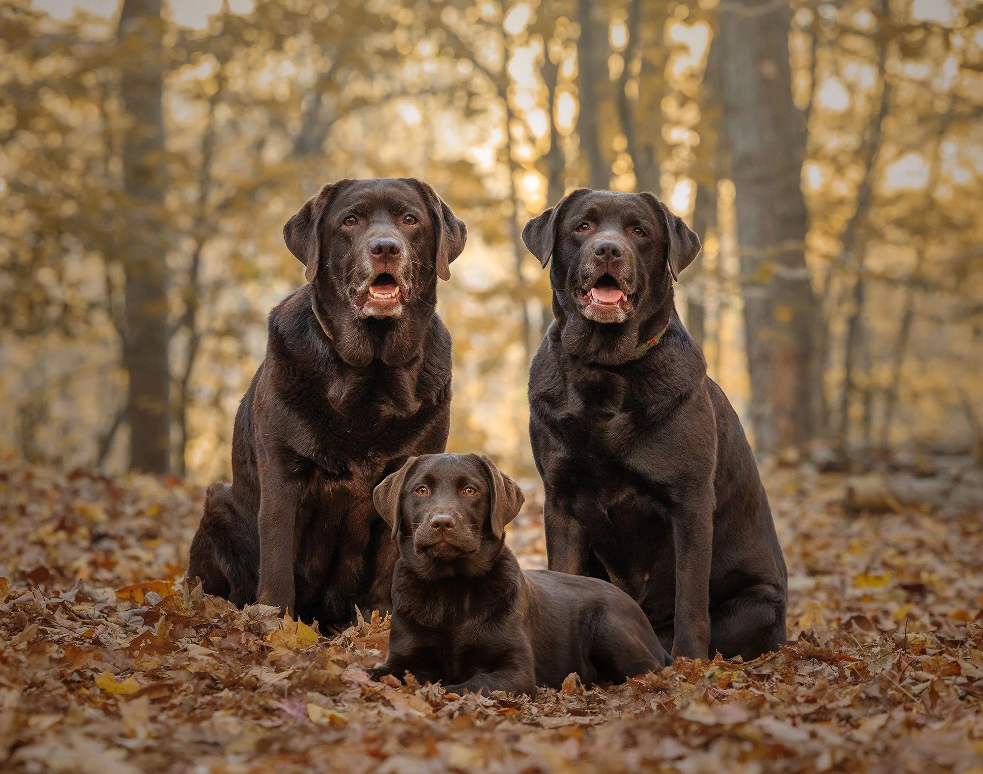 Three chocolate Labrador Retrievers in autumn leaves during an outdoor portrait session in Saratoga Springs New York.