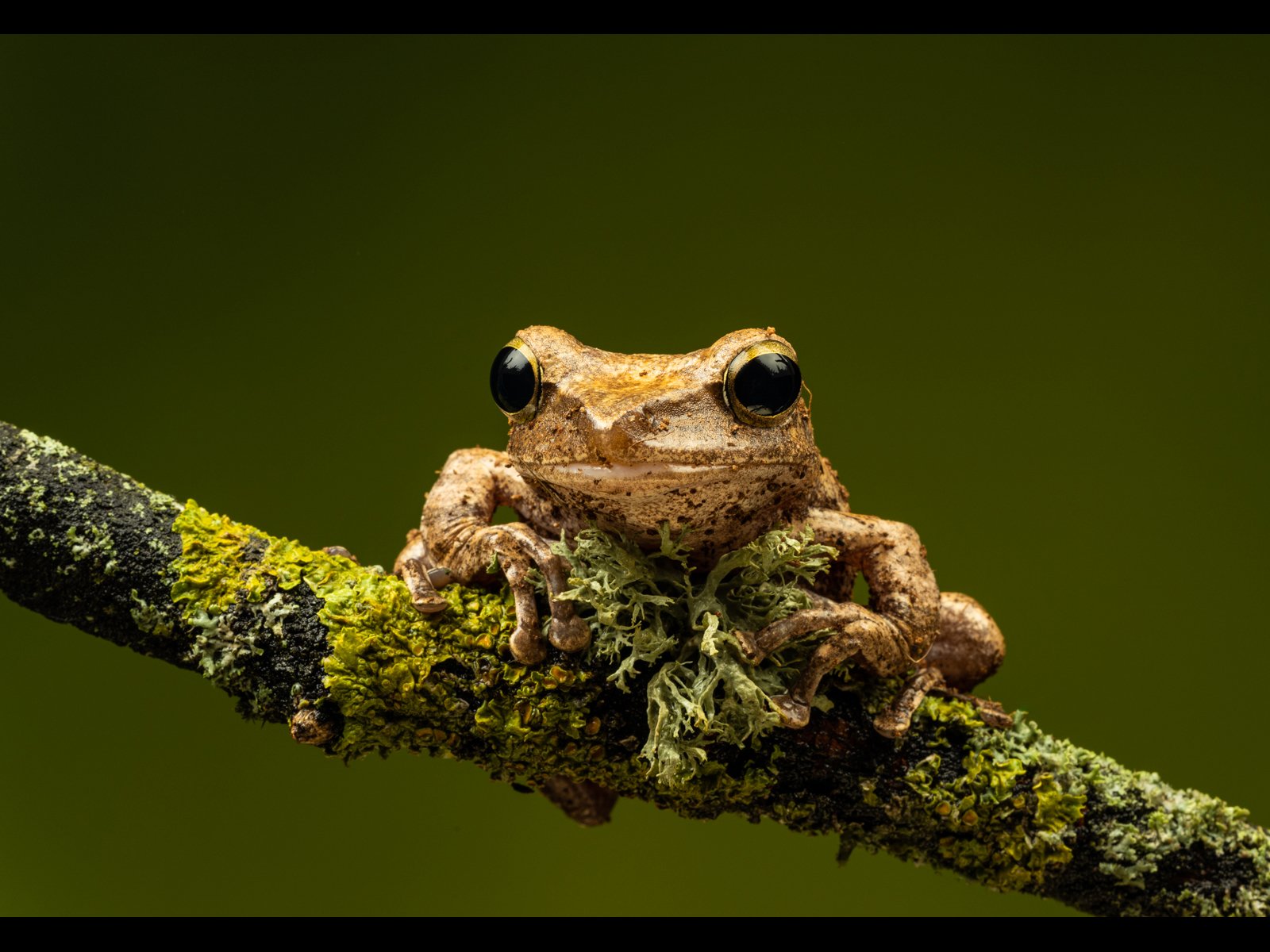 3. Tree Frog