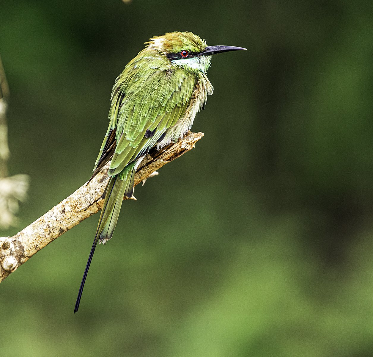 4. Green bee eater
