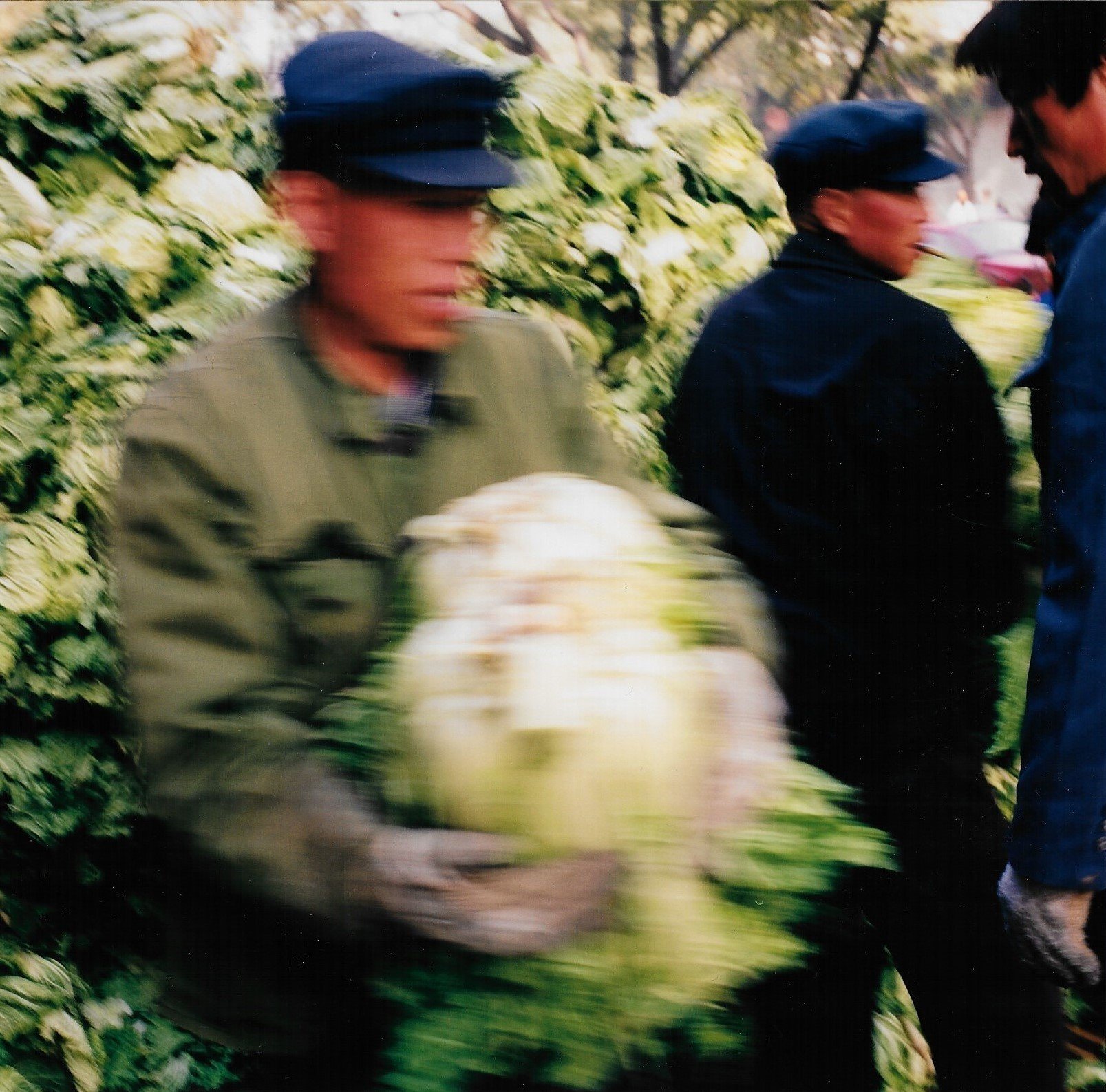 Cabbage Detail 2001 .jpg