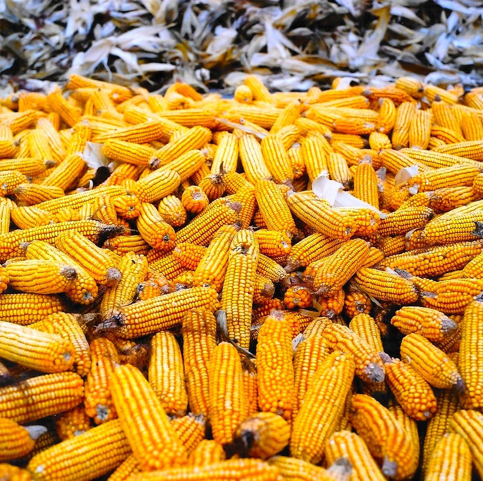 Corn Detail 2001 .jpg