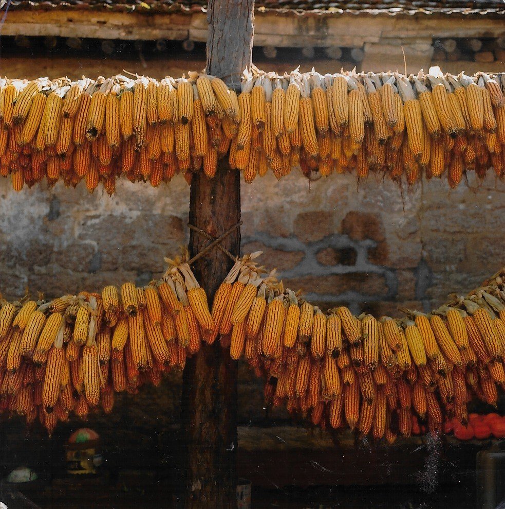 Corn drying 2000.jpg