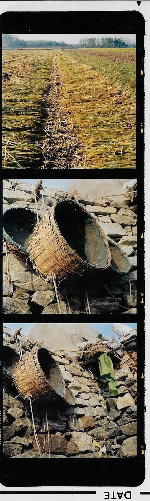 Rice Harvest Jiangsu 2001 .jpg