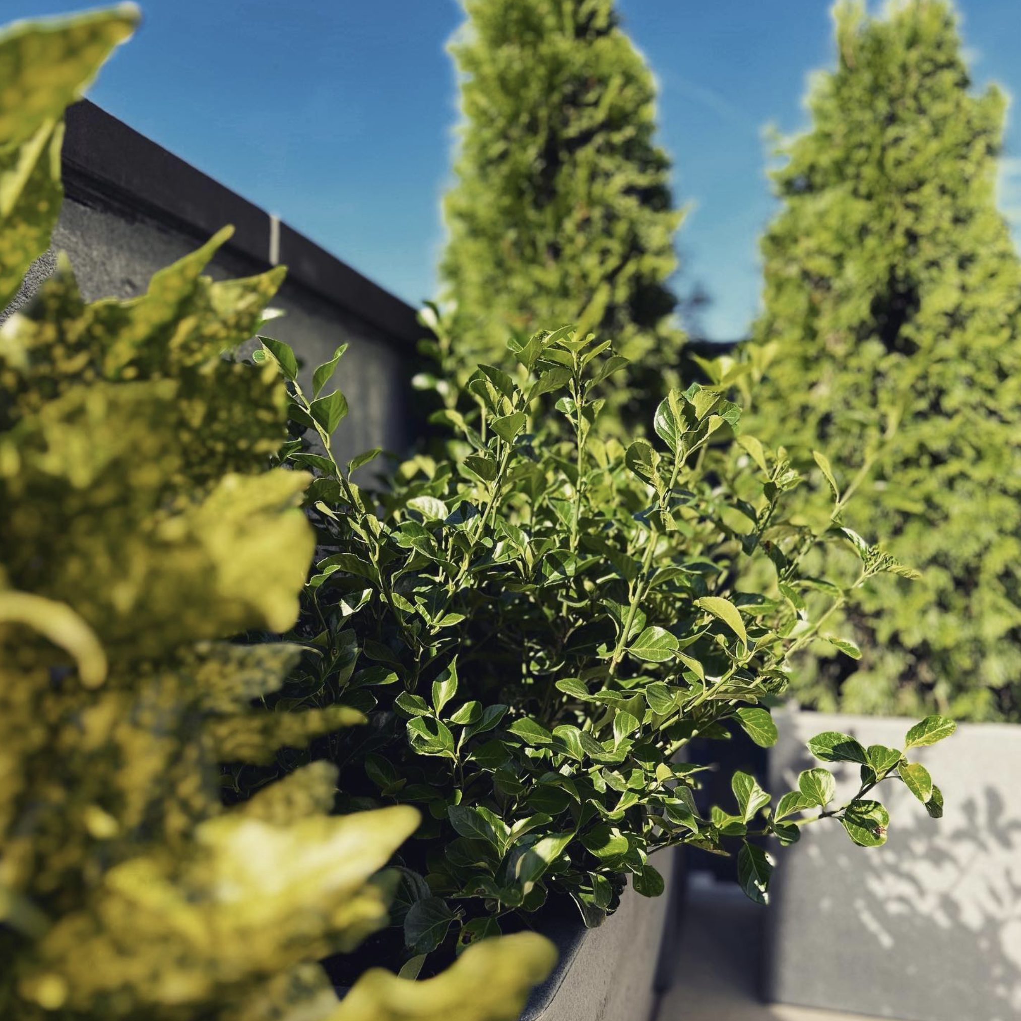 Screenshot 2025-02-06 at 10.28.39 AM.png