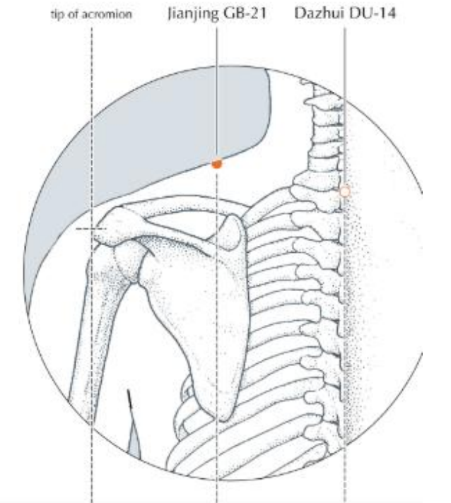 a scientific drawing of acupuncture point GB-21 and DU-14