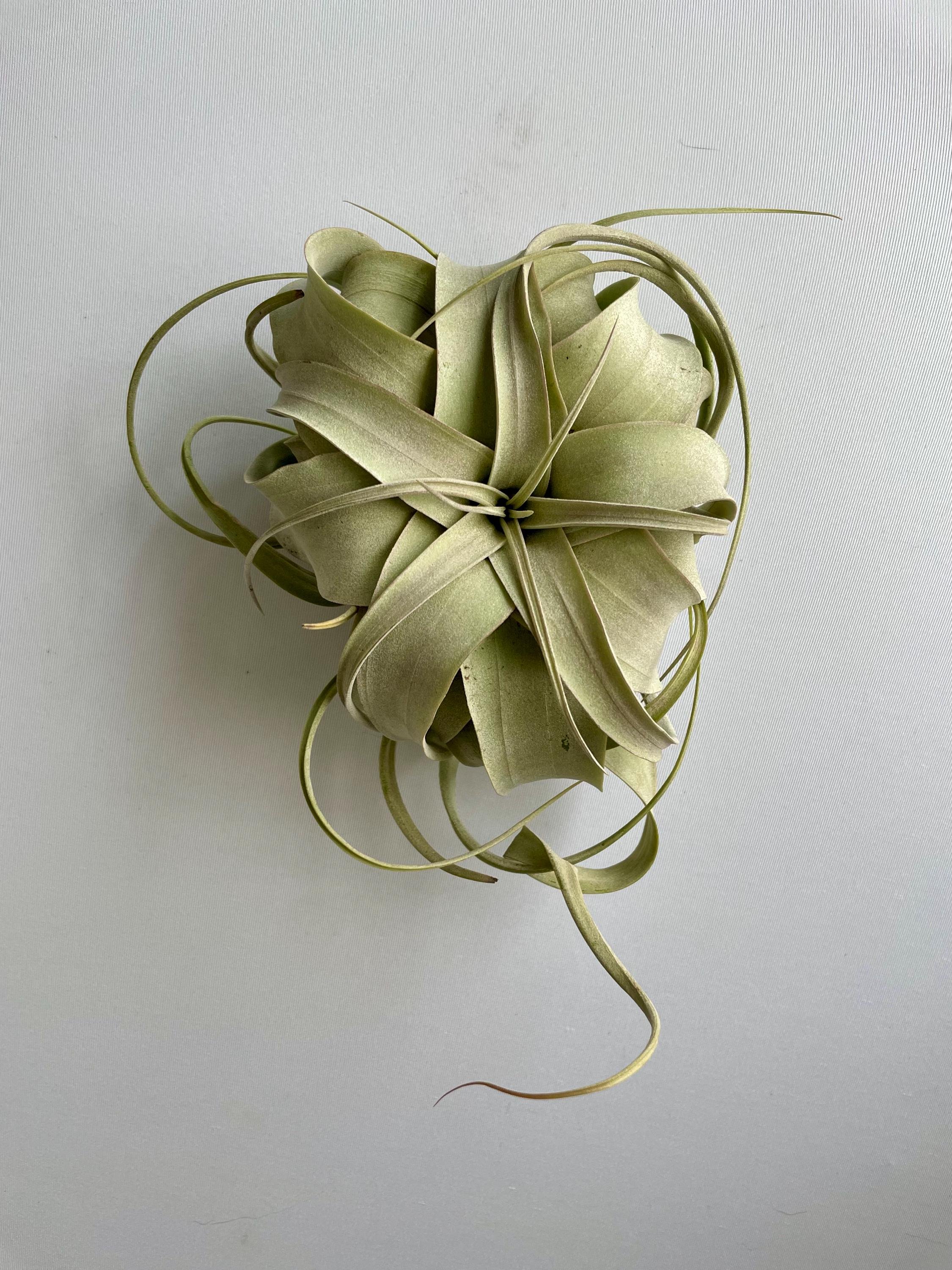 https://i.etsystatic.com/44685489/r/il/b92ab5/6643334060/il_fullxfull.6643334060_oj5k.jpg