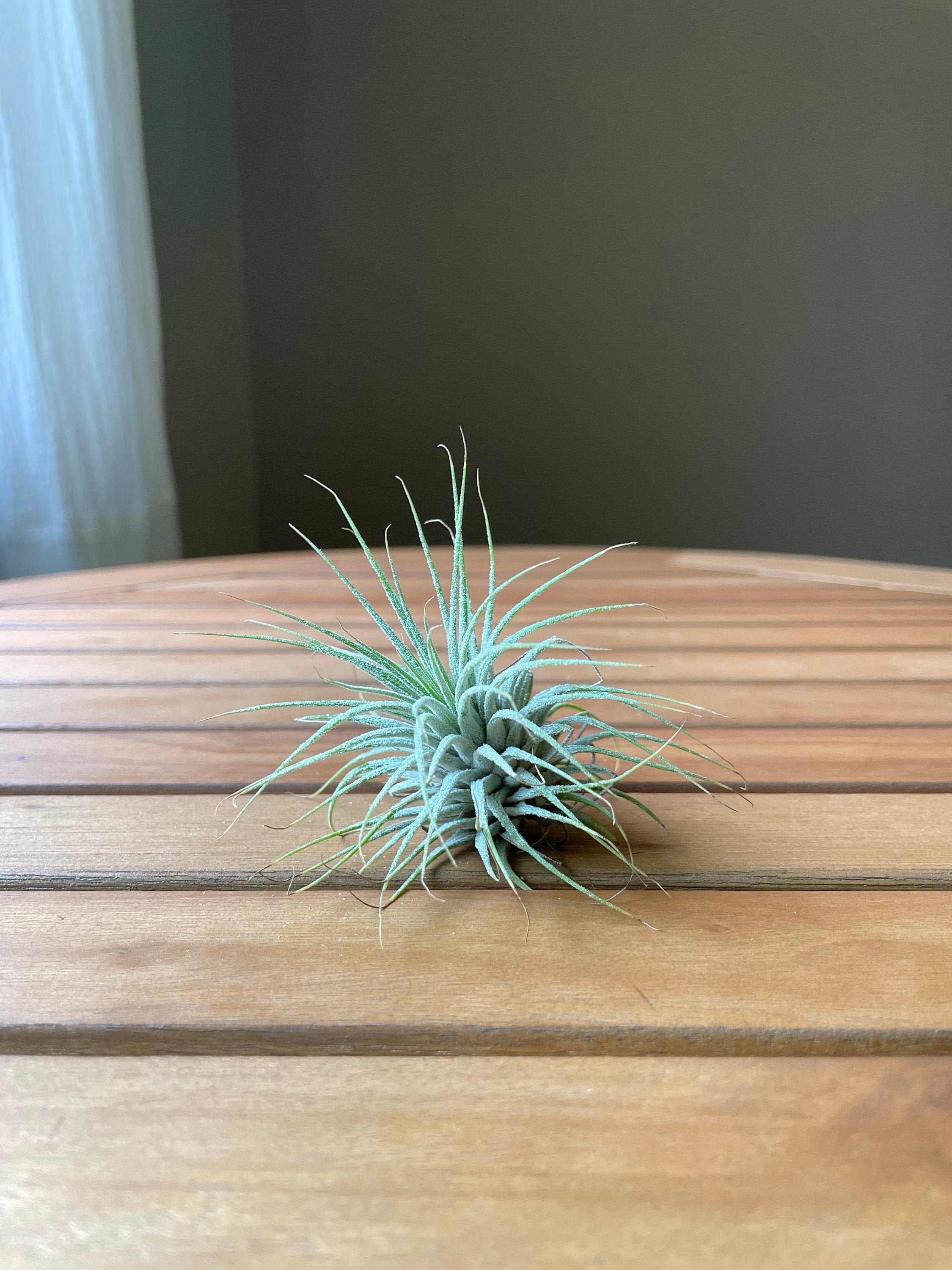 https://i.etsystatic.com/44685489/r/il/721a74/5072766261/il_fullxfull.5072766261_k203.jpg
