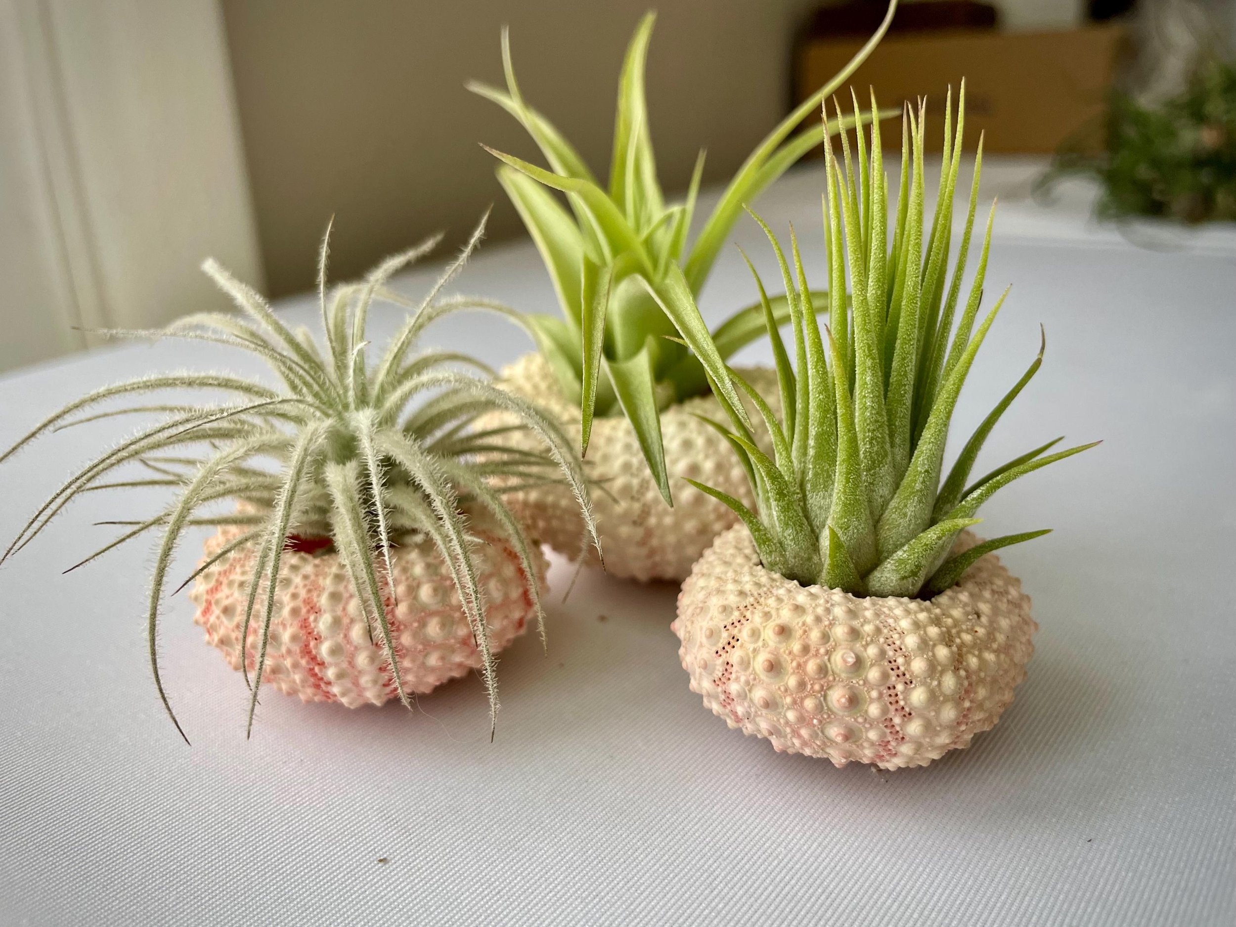 https://i.etsystatic.com/44685489/r/il/e70567/6647260566/il_fullxfull.6647260566_e5fh.jpg