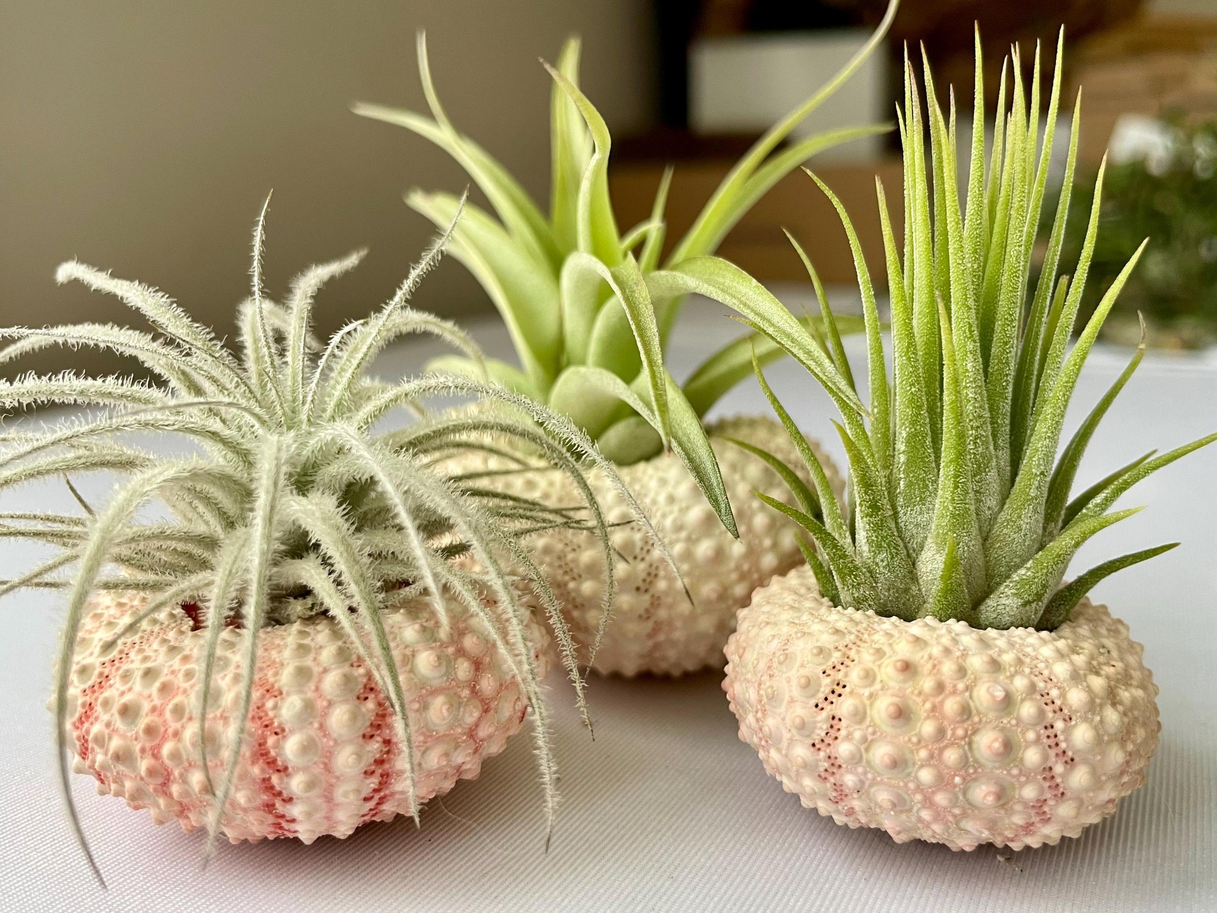 https://i.etsystatic.com/44685489/r/il/ab4fb4/6647260568/il_fullxfull.6647260568_b6ei.jpg