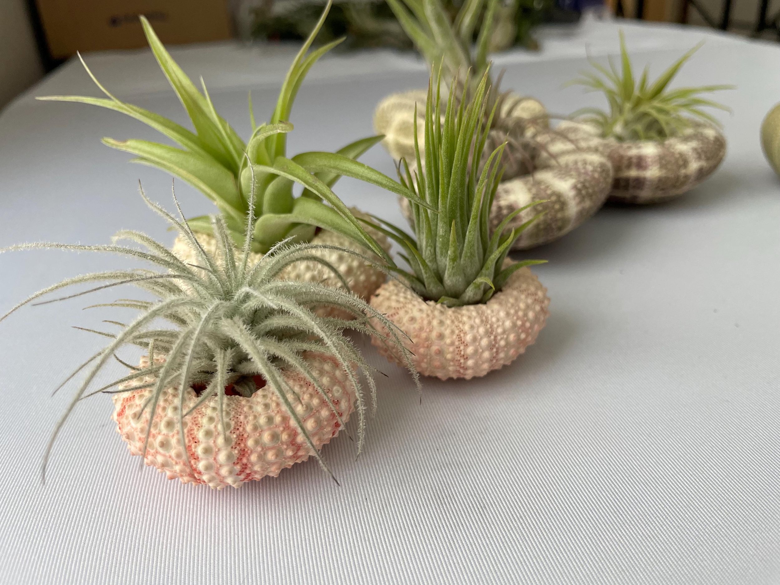 https://i.etsystatic.com/44685489/r/il/3728b6/6695299989/il_fullxfull.6695299989_evdb.jpg